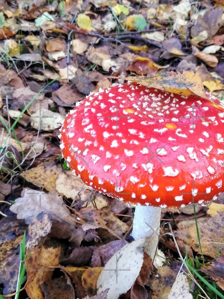 Magic Toadstool by MikeHawkinWorld