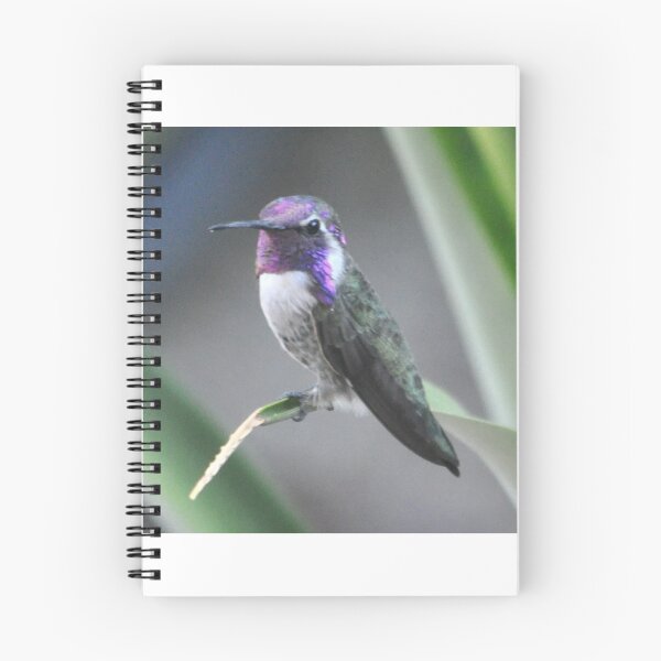 Item preview, PROUD WHITE EARED COSTA'S POSING designed and sold by JAYMILO.