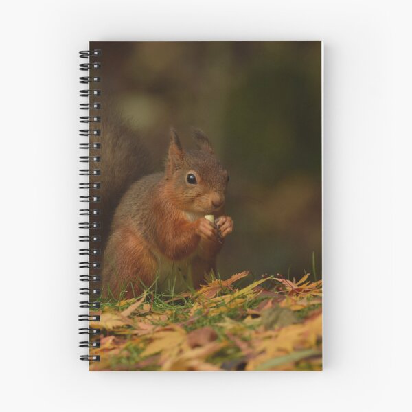 Item preview, Autumnal Red Squirrel designed and sold by Rob Parsons (Just a Walker with a Camera).