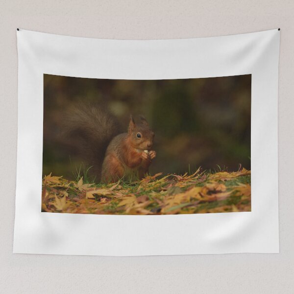 Item preview, Autumnal Red Squirrel designed and sold by Rob Parsons (Just a Walker with a Camera).