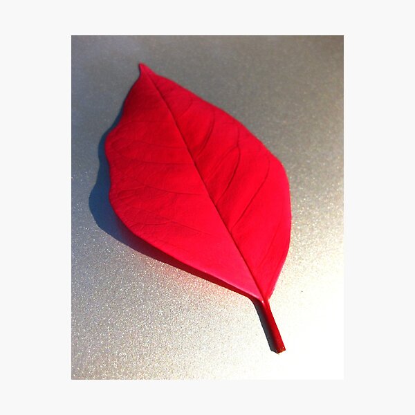 RedLeaf Photographic Print