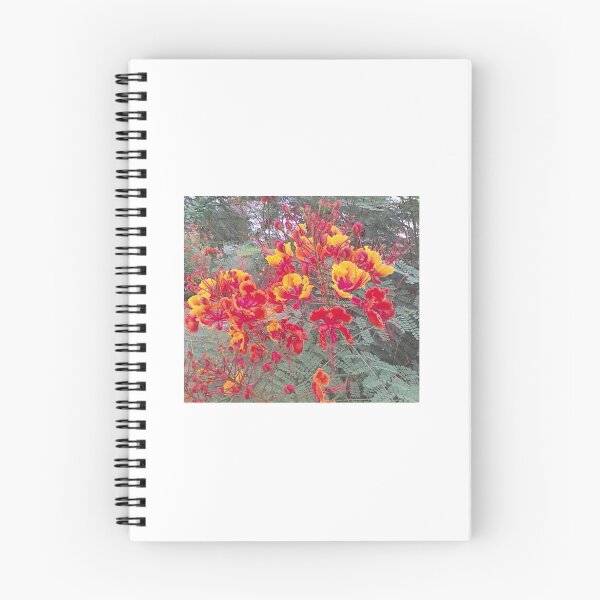 Item preview, THE RED BIRD OF PARADISE, CAESALPINIA PULCHERRIMA,  designed and sold by JAYMILO.