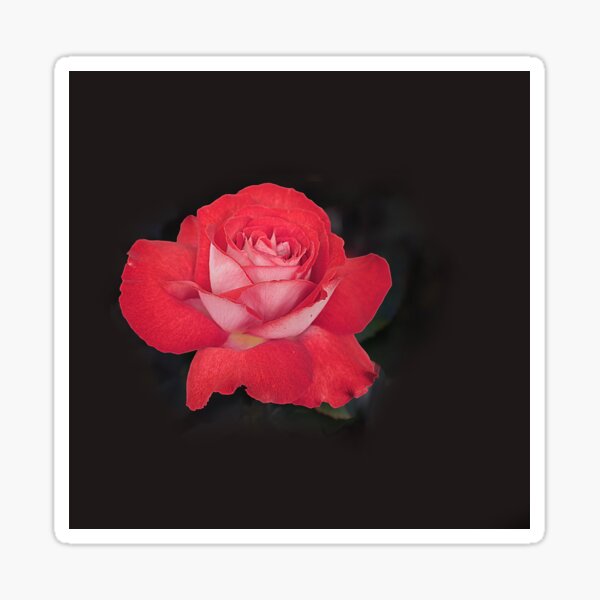 Item preview, rosarosa designed and sold by picketty.