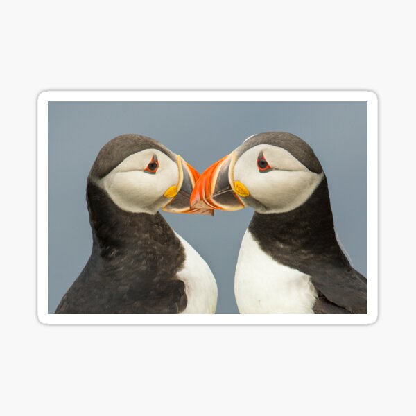 Pair of Atlantic Puffins Sticker