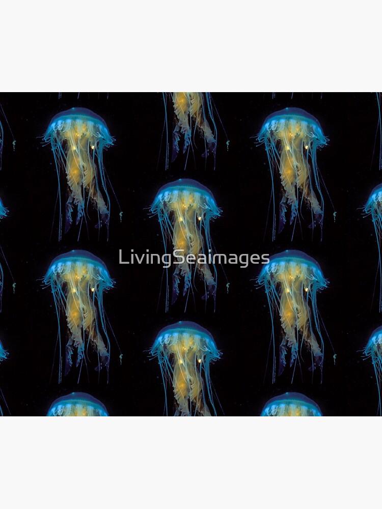 Juvenile Jelly on Black by LivingSeaimages