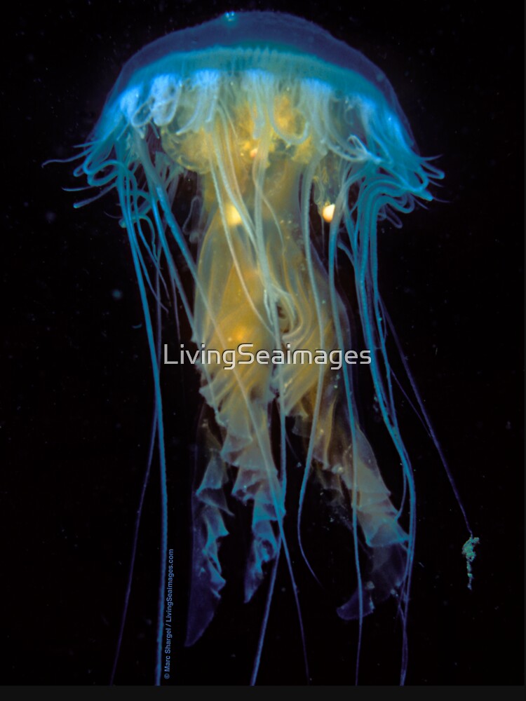 Juvenile Jelly on Black by LivingSeaimages