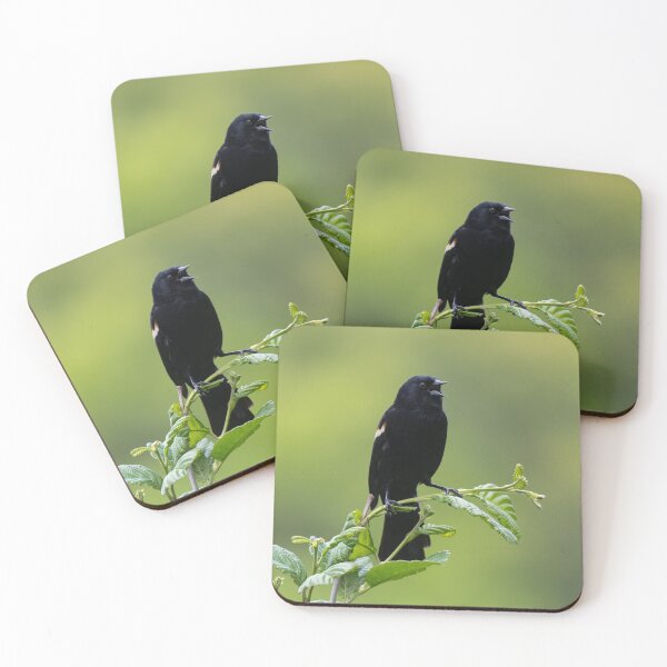Artikelvorschau, Rotflügelige Amsel Gesang entworfen und verkauft von suburbanwilds.
