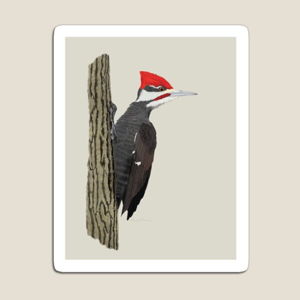 Pileated Woodpecker Magnet
