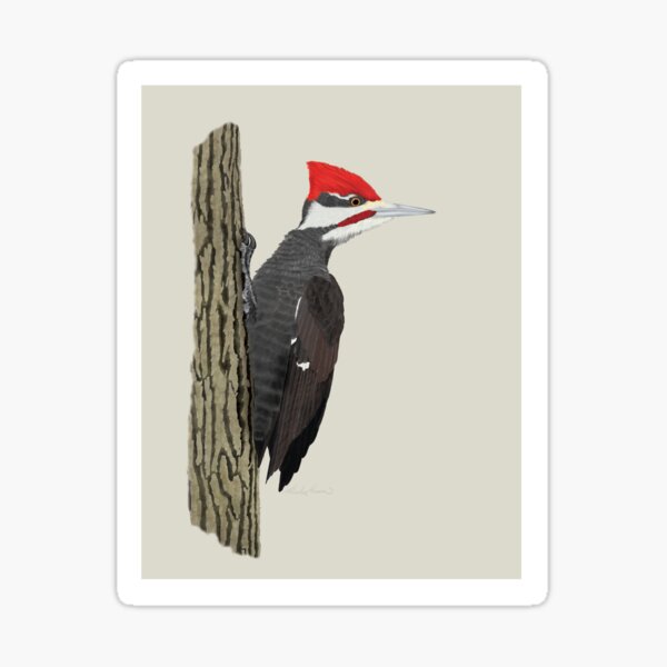 Pileated Woodpecker Sticker