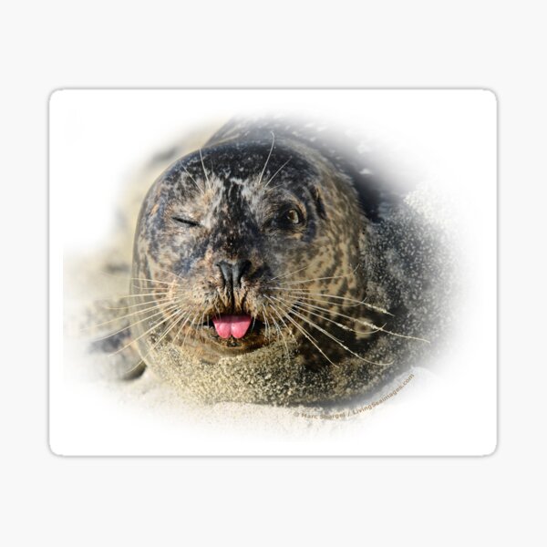 Winking Harbor Seal Sticker