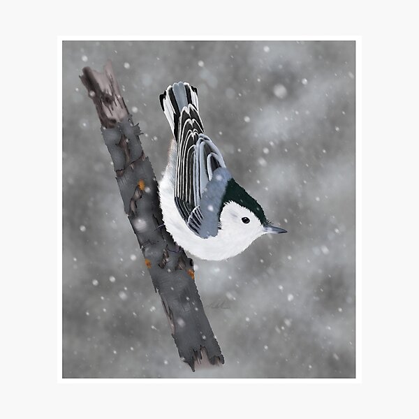 White-breasted Nuthatch Photographic Print