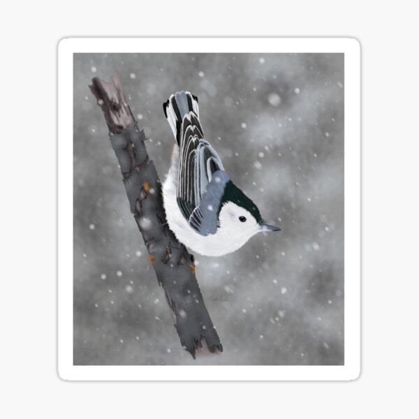 White-breasted Nuthatch Sticker