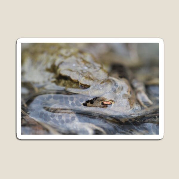 Item preview, Common Toads - Bufo bufo designed and sold by Christian Moss.