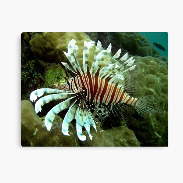 Lionfish at Monte's Canvas Print