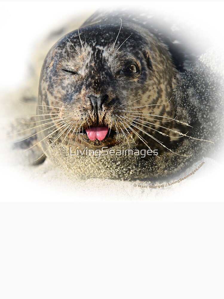 Winking Harbor Seal by LivingSeaimages