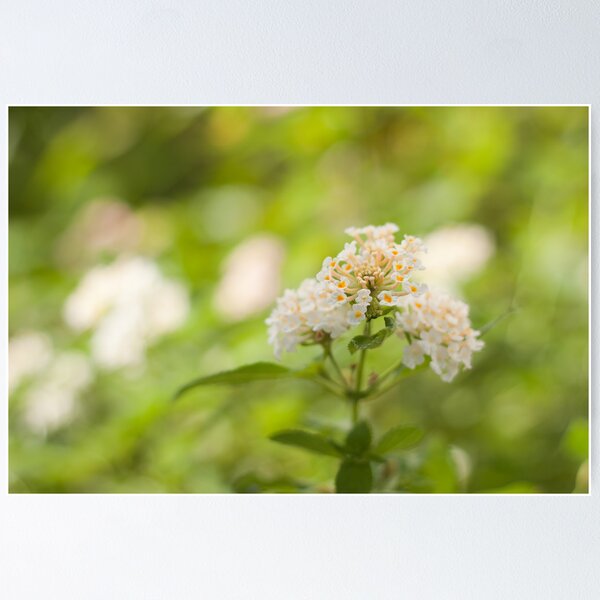 Artikelvorschau, White Lantana closeup entworfen und verkauft von rajeshbac.