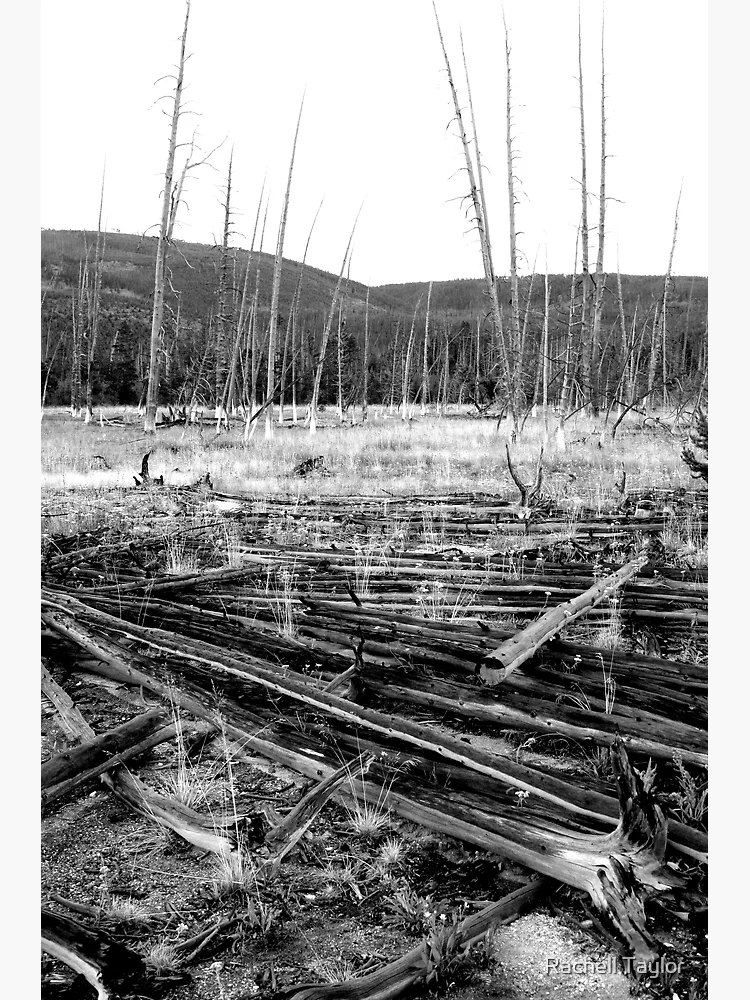Thumbnail 3 of 3, Poster, Bone Yard designed and sold by Rachell Taylor.