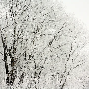 Artwork thumbnail, Branches by Rachell Taylor