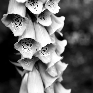 Artwork thumbnail, Foxglove by Rachell Taylor
