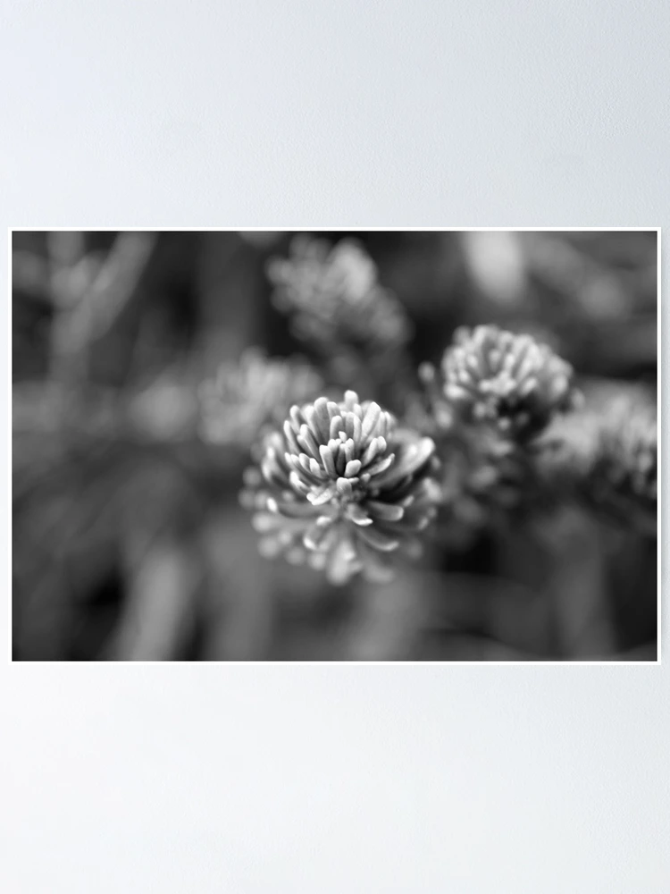 Thumbnail 1 of 3, Poster, Pine designed and sold by Rachell Taylor.