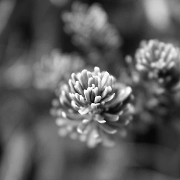 Artwork thumbnail, Pine by Rachell Taylor
