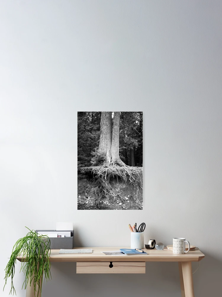 Thumbnail 2 of 3, Poster, Showing Your Roots designed and sold by Rachell Taylor.