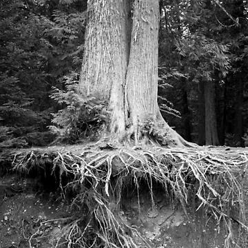 Artwork thumbnail, Showing Your Roots by Rachell Taylor