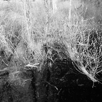 Artwork thumbnail, Skeletal by Rachell Taylor