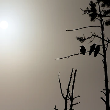 Artwork thumbnail, Three Crows by Rachell Taylor