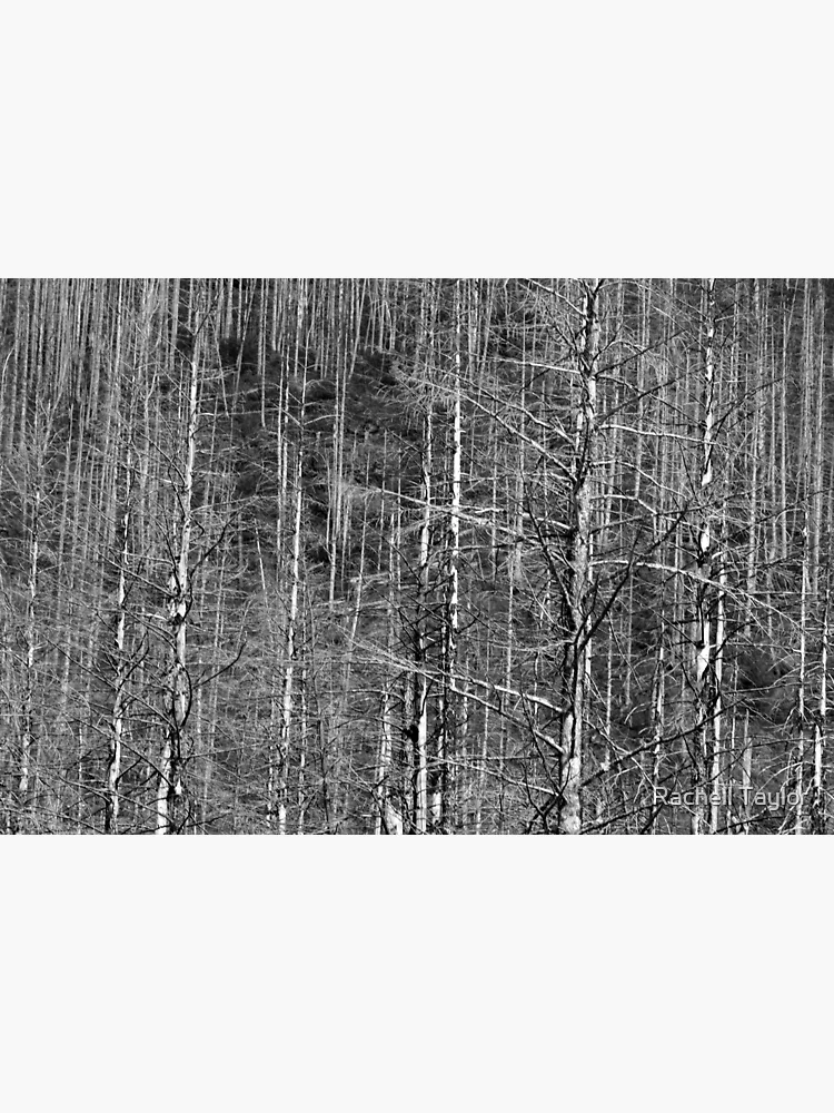 Thumbnail 3 of 3, Poster, Tree Line designed and sold by Rachell Taylor.