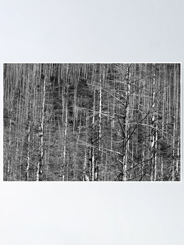 Thumbnail 1 of 3, Poster, Tree Line designed and sold by Rachell Taylor.