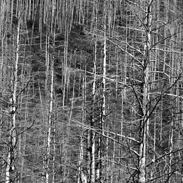 Artwork thumbnail, Tree Line by Rachell Taylor