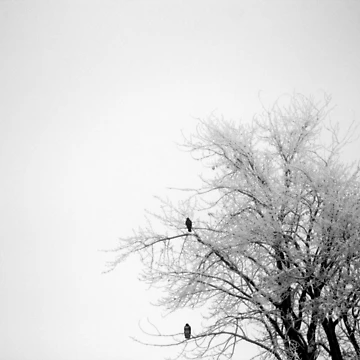 Artwork thumbnail, Two Birds by Rachell Taylor