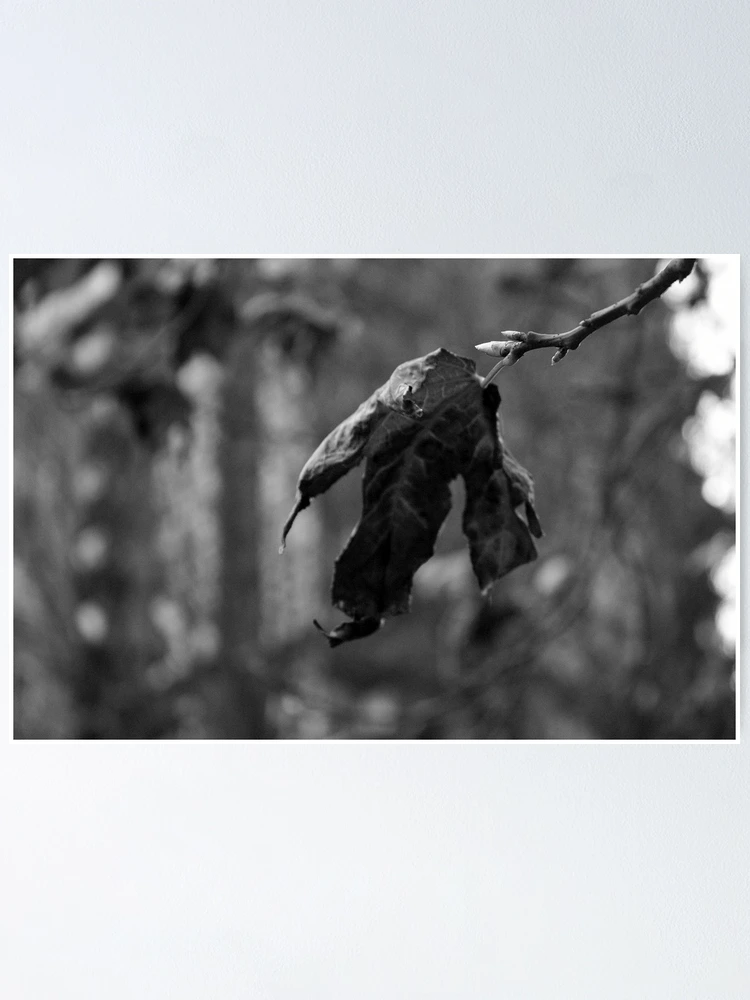 Thumbnail 1 of 3, Poster, Wither designed and sold by Rachell Taylor.