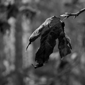 Artwork thumbnail, Wither by Rachell Taylor