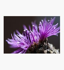 Greater Knapweed Photographic Print