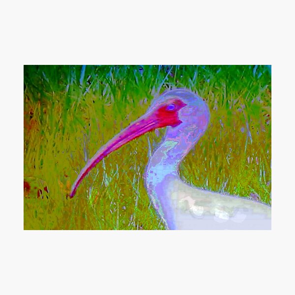 Item preview, Ibis design designed and sold by B. Randi Bailey.
