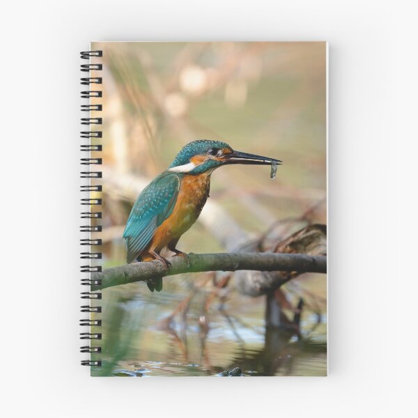 Item preview, Kingfisher with prey, Lago di Alviano, Umbria, Italy designed and sold by AndrewJonesFoto.