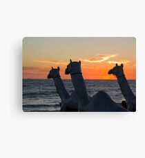Camels - Cottesloe "Sculpture by the Sea" Canvas Print
