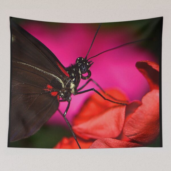 Item preview, Butterfly (MKW-I.43) designed and sold by Katrina Morgan.