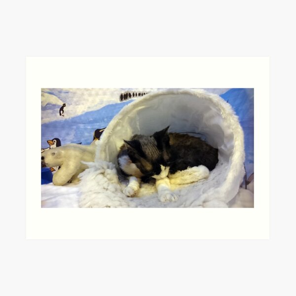Devonshire cat asleep Art Print