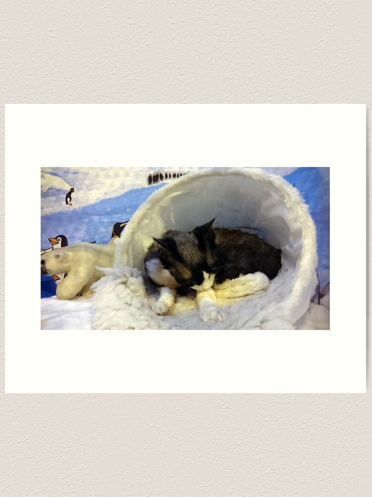 Alternate view of Devonshire cat asleep Art Print