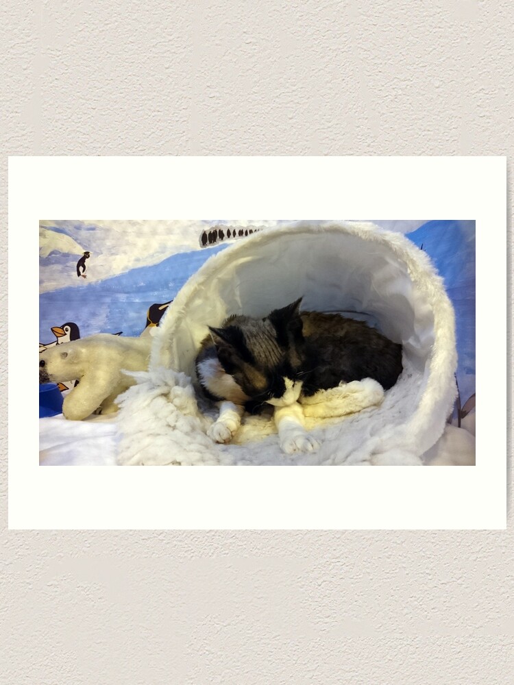 Alternate view of Devonshire cat asleep Art Print