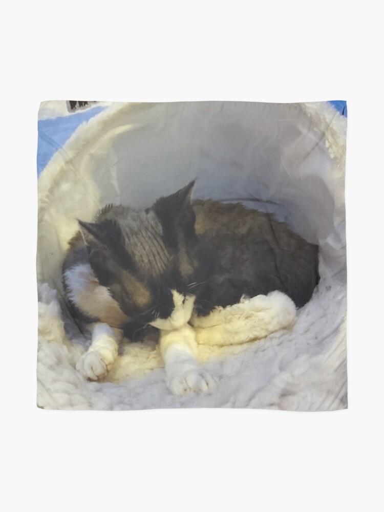 Alternate view of Devonshire cat asleep Scarf