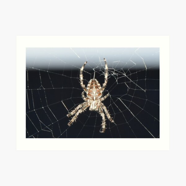 Arachnid Art Print