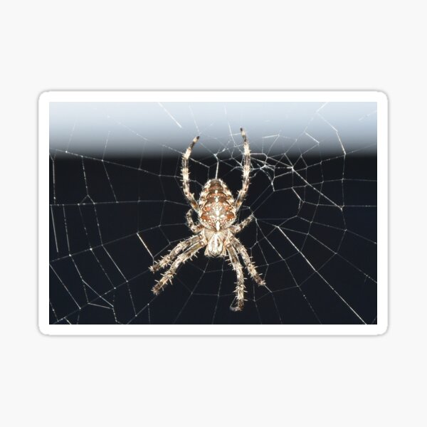 Arachnid Sticker