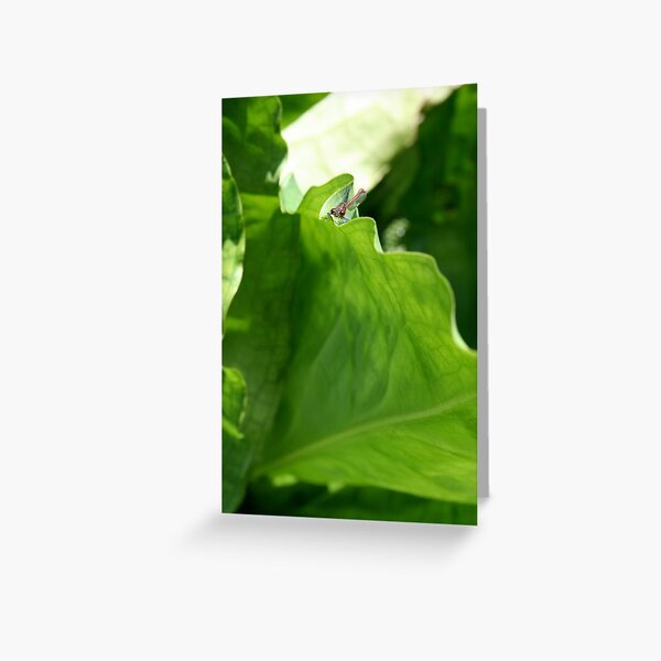 Dragonfly Greeting Card