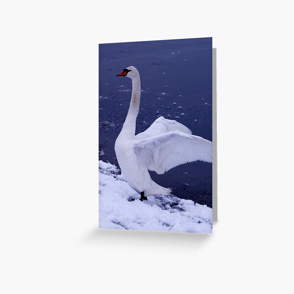 Swan in the Snow Greeting Card