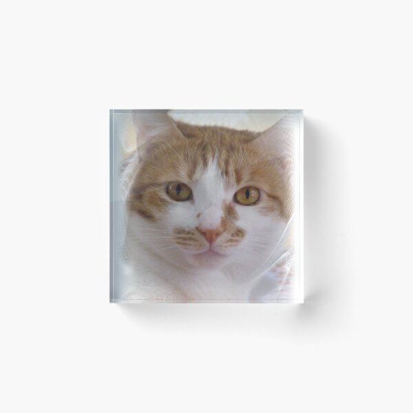 Item preview, Hope You Have A Purrfect Day! designed and sold by Lynn Marie Sharp.
