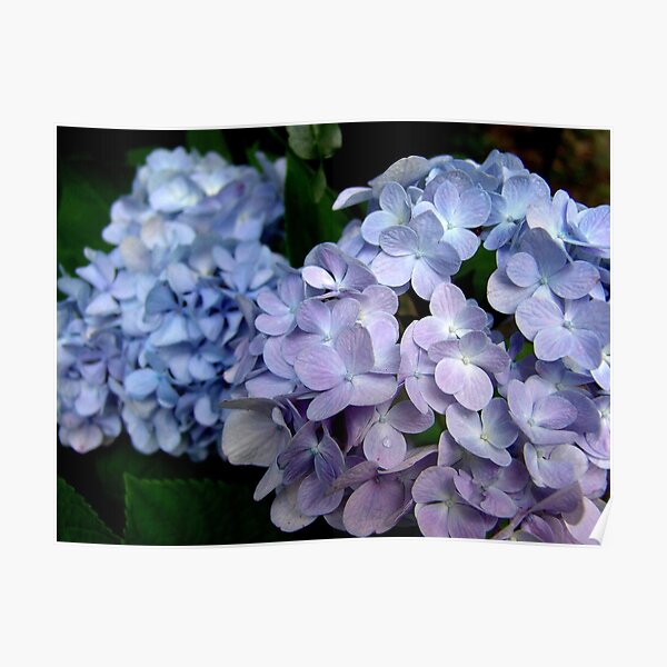 Hydrangeas, Blue and Lavender Poster
